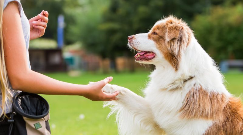 10 Common Dog Behavior Problems and Solutions