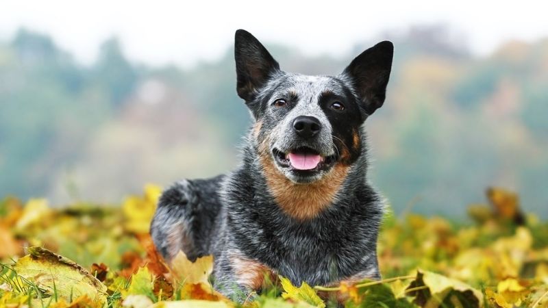 Dog Breeds with the Longest Lifespan