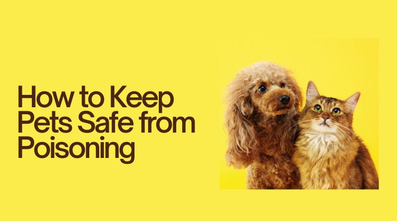 How to Keep Pets Safe from Poisoning
