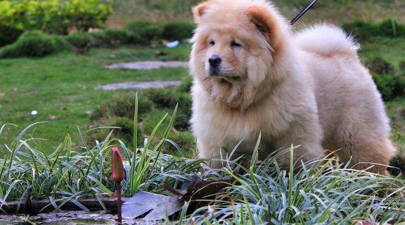 The Top 10 Dog Breeds That Look Like Bears