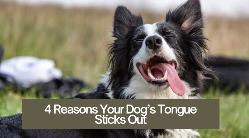 4 Reasons Your Dog’s Tongue Sticks Out