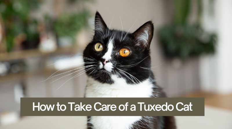 How to Take Care of a Tuxedo Cat
