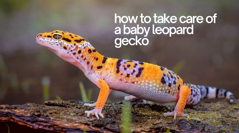 how to take care of a baby leopard gecko